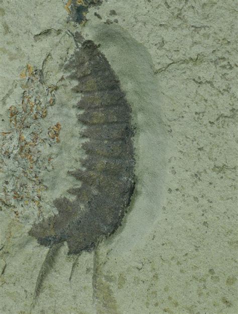 anomalocaris fossil for sale.